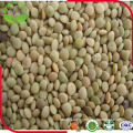 New Stock Grade a Green Lentils